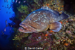 A Medes Island's big grouper by David Carbo 